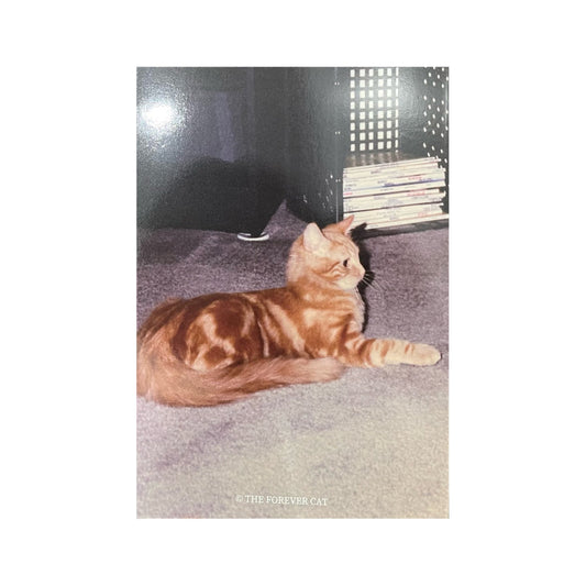 Catlovers / THE FOREVER CAT