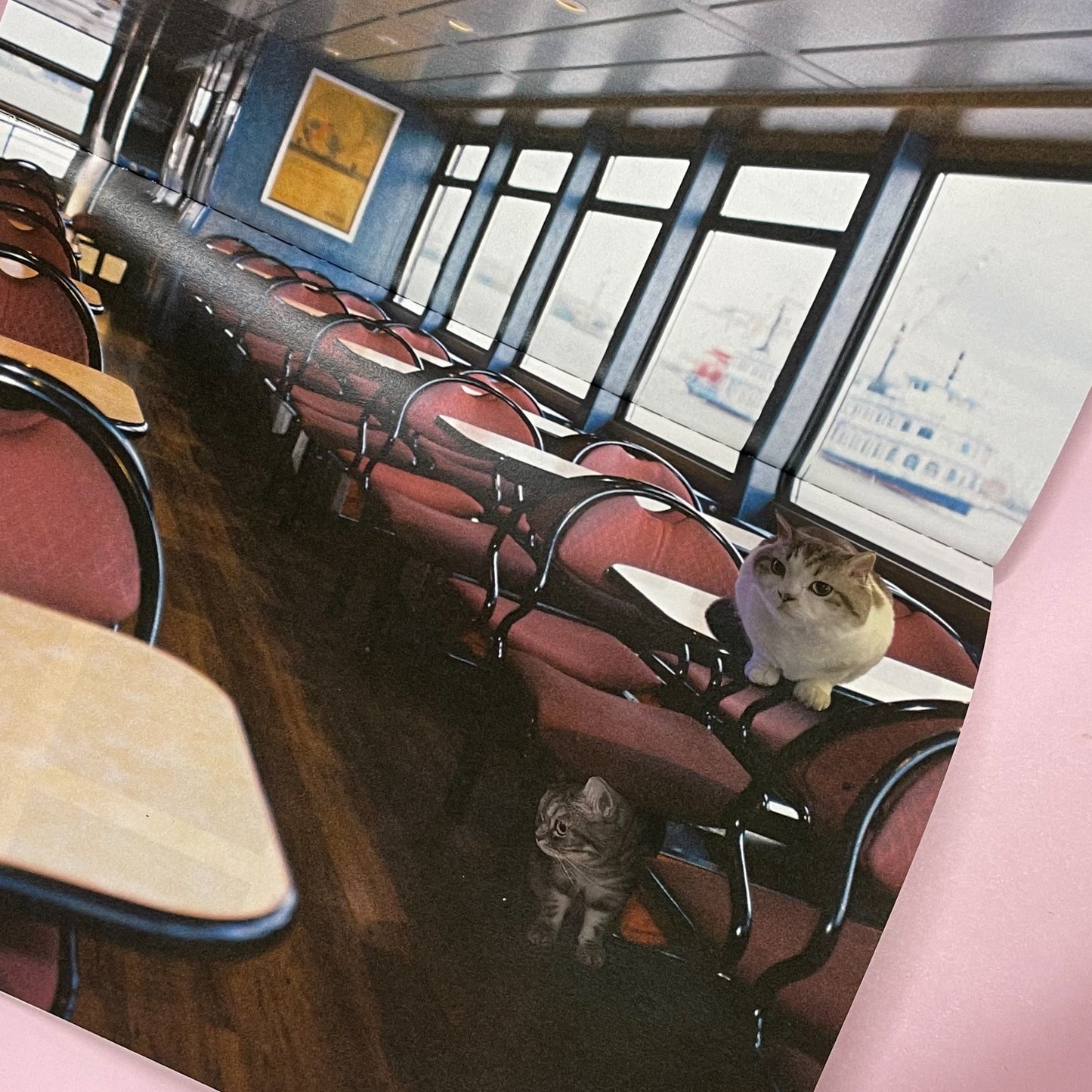 【Treelikeswater】MISSING CATS / ap.pli.ca