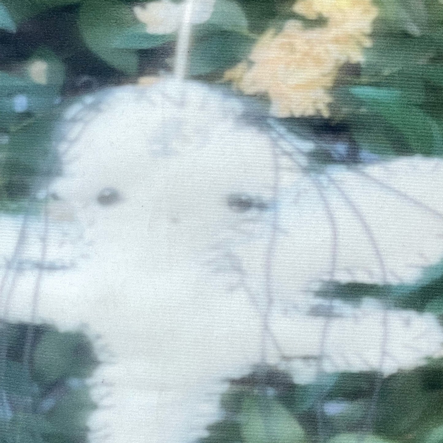 Cushion+ / クッション